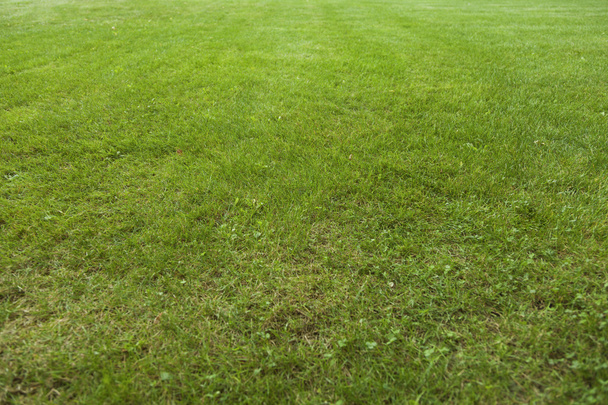 Green grass - Photo, Image