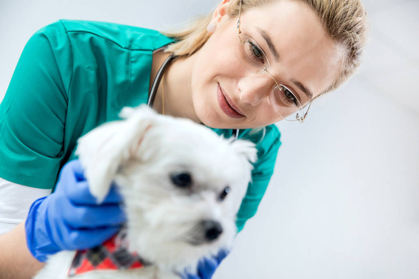 Female vet examines the fur of a dog - 写真・画像