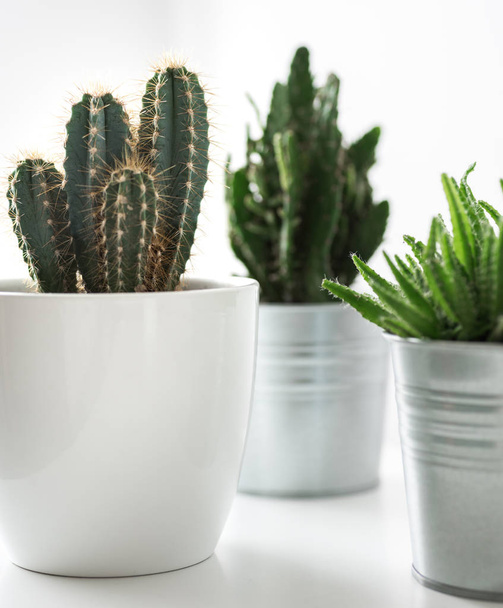 Various cactus and succulent plants in different pots close up. Modern room decoration. Cactus house plants collection. - Photo, Image