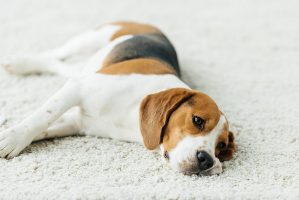 Ładny pies gończy, leżąc na dywanie w domu - Zdjęcie, obraz