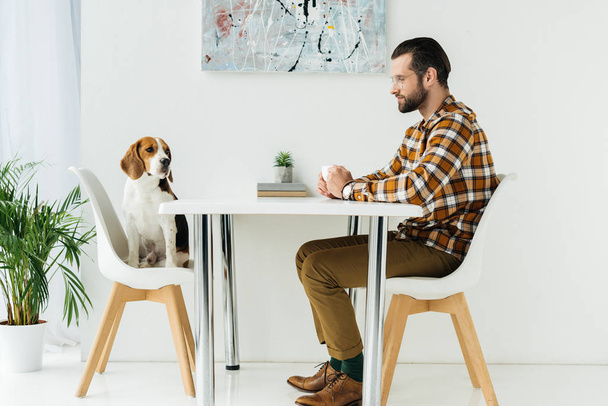 side view of businessman sitting at table and looking at cute beagle - Foto, Imagem