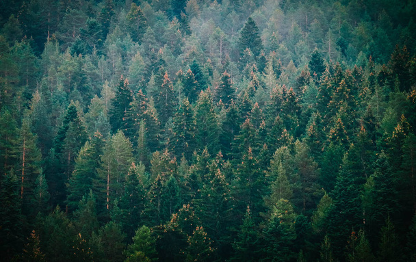 Pine dark creepy forest. Photo depicting dark misty pine tree ba - 写真・画像