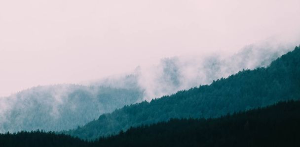 güzel sisli mistik Dağları. Sis çam ağacı bulutlara benim - Fotoğraf, Görsel