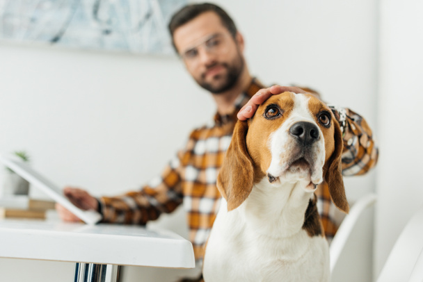 businessman with tablet palming cute beagle - Photo, Image