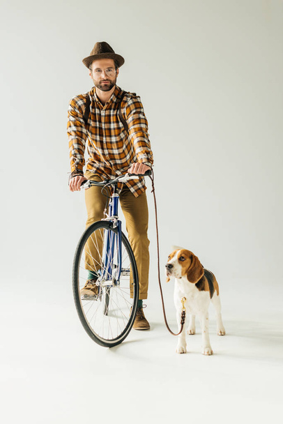 handsome man on bike with beagle looking at camera on white - 写真・画像