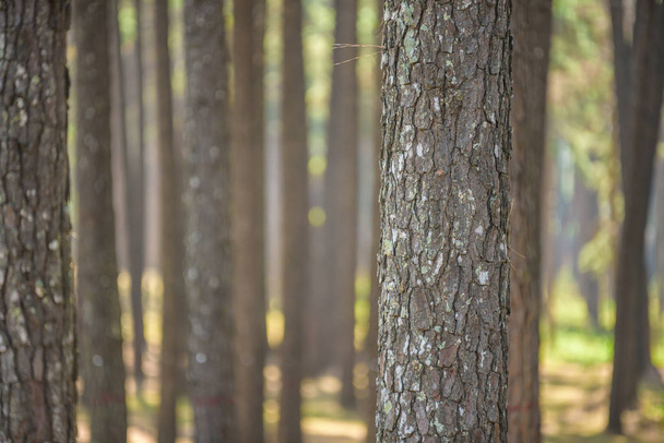borový les s kmenem s kůrou - Fotografie, Obrázek
