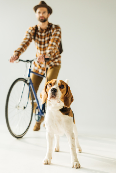 bicycler standing with cute beagle on white - 写真・画像