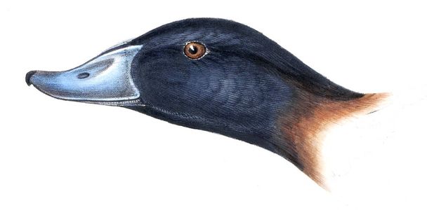 Ábra a madarak. Egy szinopszis, amely Ausztrália, valamint a szomszédos szigetek madarai - Fotó, kép