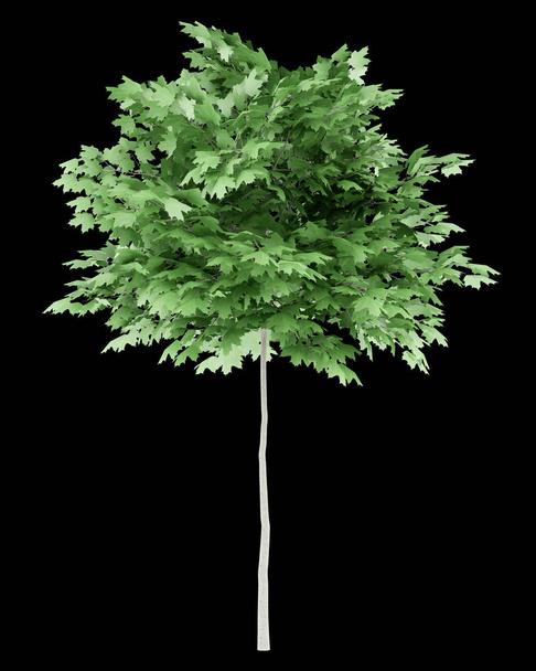 norway maple tree isolated on black background. 3d illustration - Photo, Image