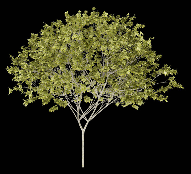 norway maple tree isolated on black background. 3d illustration - Photo, Image