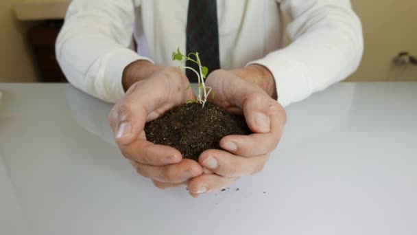 young sprout in businessman hands, growing concept - Video