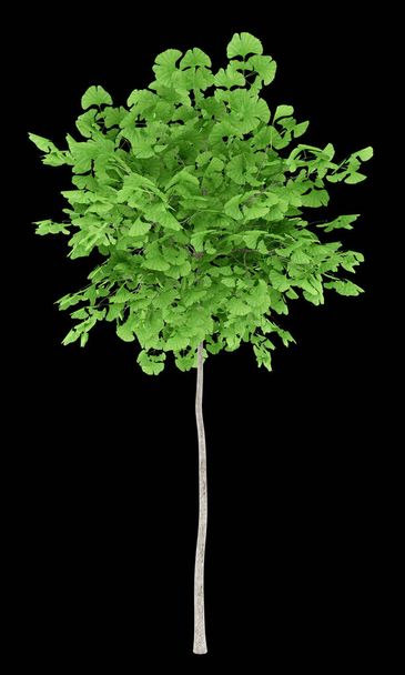 Ginkgobaum isoliert auf schwarzem Hintergrund. 3D-Illustration - Foto, Bild
