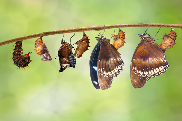 Transformation from caterpillar to great eggfly butterfly ( Hypo - Photo, Image
