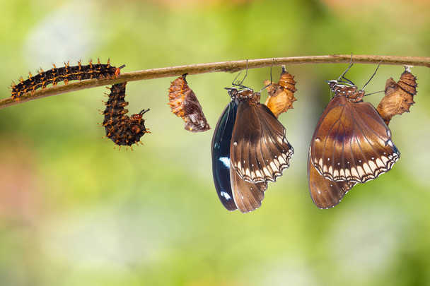 Transformação de lagarta para grande borboleta de berinjela (Hypo
 - Foto, Imagem