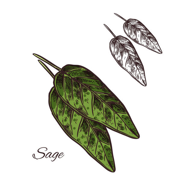 Приправа рослини з шавлії Векторний ескіз значок рослини
 - Вектор, зображення