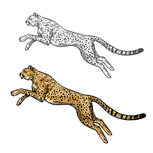 Cheetah vector boceto animal salvaje icono
 - Vector, Imagen