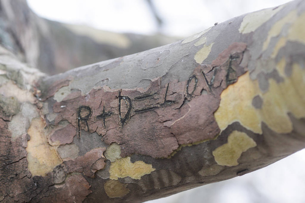 Détail d'une écorce d'arbre dans une forêt - Photo, image