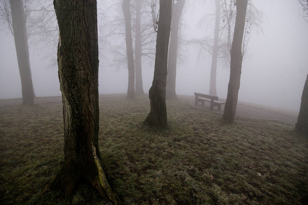 公園の夜明けの濃霧 - 写真・画像