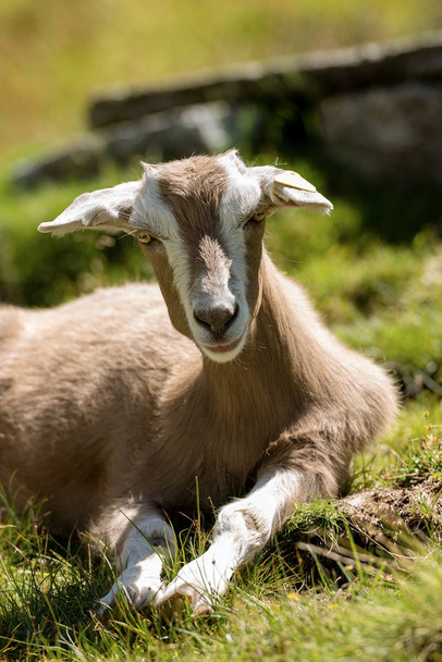 Baby Goat on a Green Grass in Mountain - Photo, Image