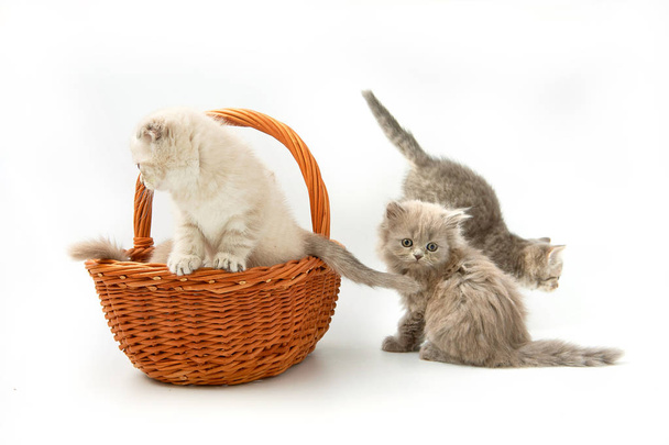small funny kittens on a white background - Fotoğraf, Görsel