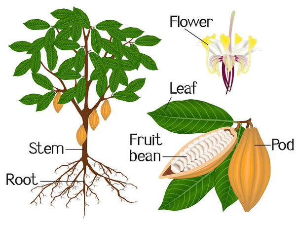 Bir kakao bitki bölümlerini gösteren bir resim. - Vektör, Görsel
