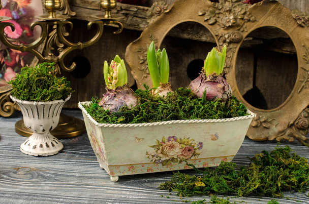 Planta jacintos en un hermoso jarrón
 - Foto, Imagen