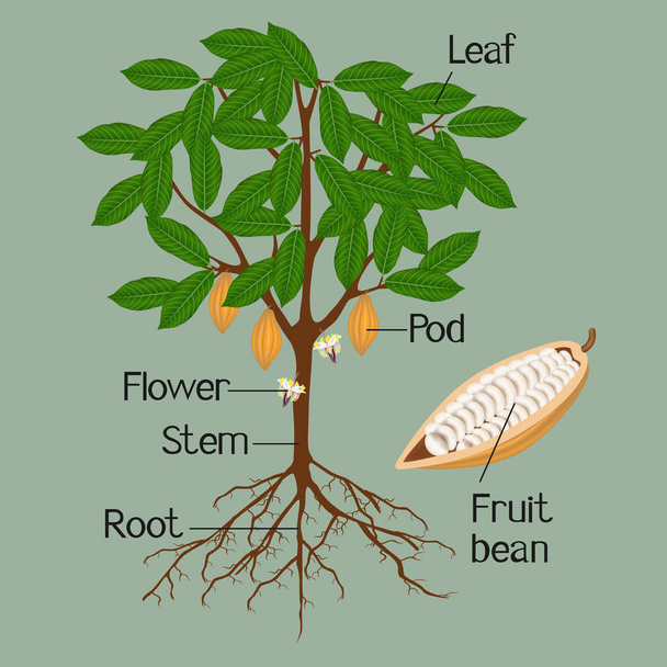  Illustration montrant des parties d'une plante de cacao sur fond vert
. - Vecteur, image