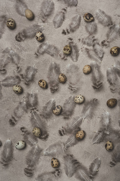 top view of quail eggs and feathers on concrete surface  - Fotoğraf, Görsel