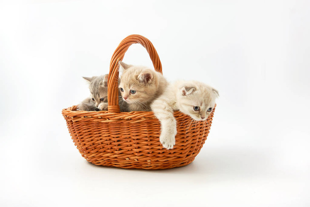pequenos gatinhos engraçados em um fundo branco
 - Foto, Imagem
