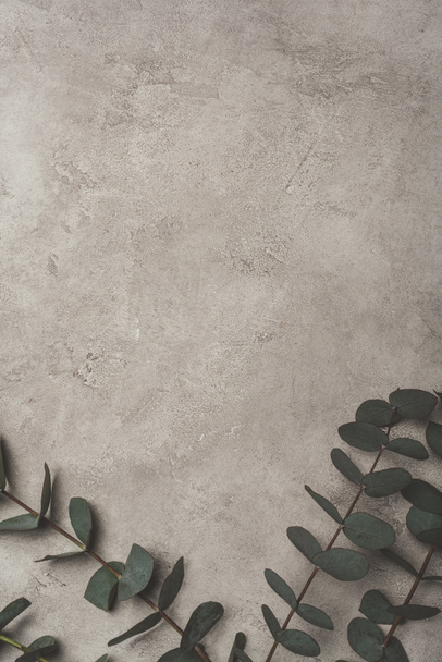 pohled shora zelené Eucalyptus listy na povrchu betonu s kopií prostor  - Fotografie, Obrázek