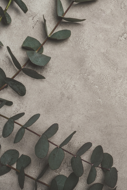 bovenaanzicht van groene eucalyptus bladeren op betonnen ondergrond  - Foto, afbeelding