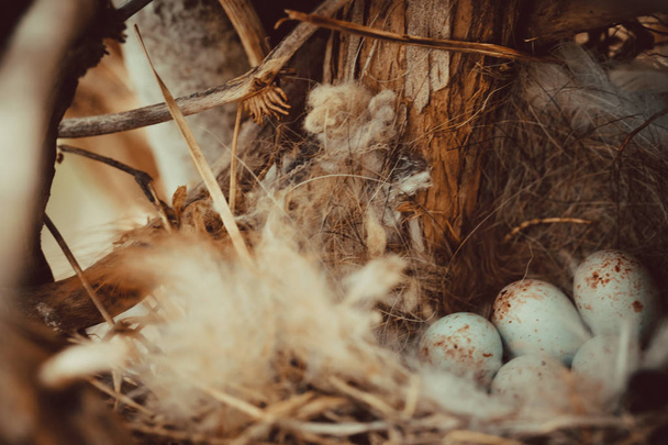 A bird nest with eggs and feathers - Photo, image