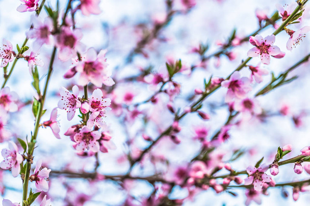 Beautiful blooming peach trees in spring on a Sunny day. Soft focus, natural blur - Zdjęcie, obraz