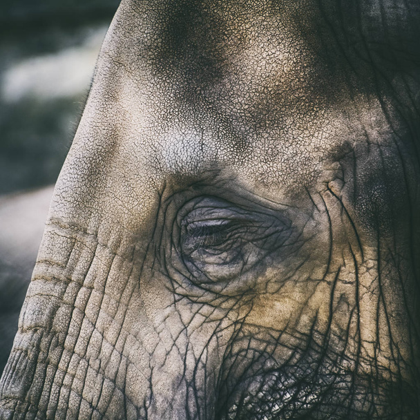 Elefantenauge Nahaufnahme Foto - Foto, Bild