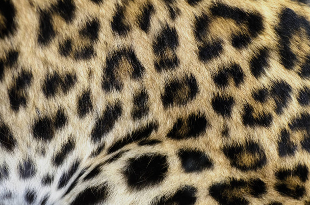 Leopardenfell-Speck - Foto, Bild