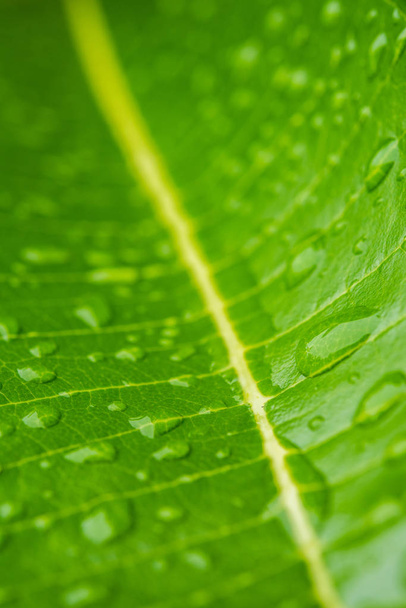 Текстура зеленого листа в качестве фона - Фото, изображение