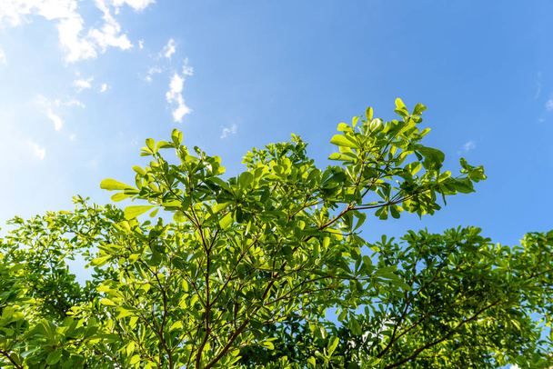 Green leaf against blue sky - Foto, afbeelding