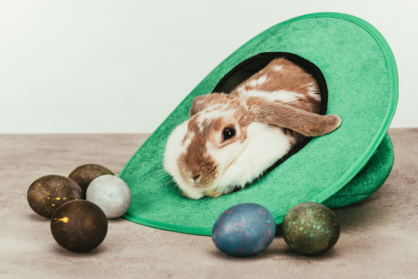 lapin domestique couché dans un chapeau vert avec des œufs de Pâques peints sur la surface
 - Photo, image