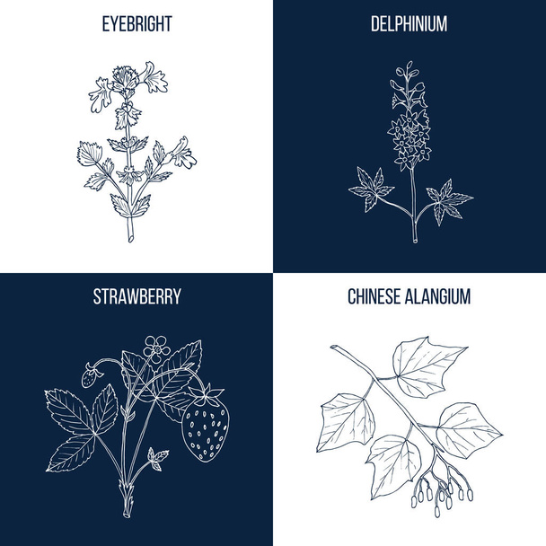 Set of four hand drawn eatable and medicinal plants - Vecteur, image