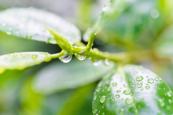 Texture of a green leaf as background with dew drop - 写真・画像
