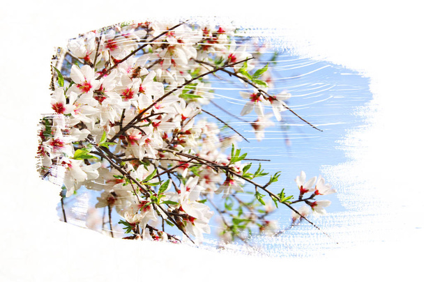 dreamy and abstract image of cherry tree. double exposure effect - Foto, Imagem