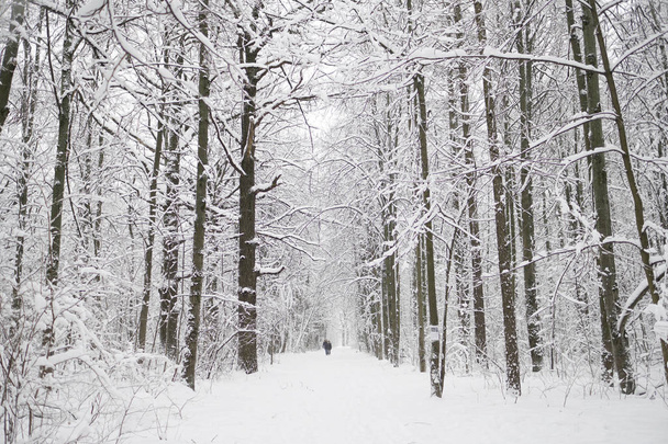 Winter landscape in the forest. Day, Russia. - Foto, Bild