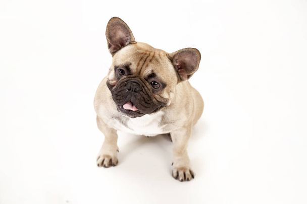 Französische Bulldogge an der Spitze - Foto, Bild