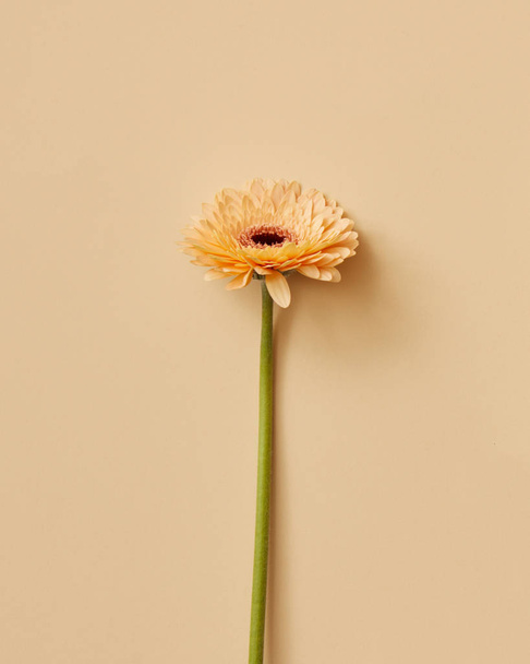 beautiful orange gerbera flower on beige background, greeting card, Valentine's Day, Mother's Day  - Fotografie, Obrázek