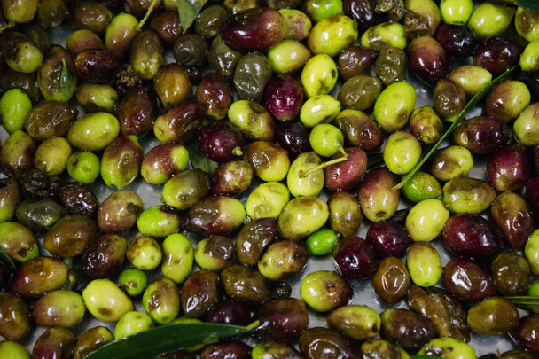 Olivy Koroneiki, prací a čisticí proces, proces extrakce extra panenský olivový olej olivový olej mlýn v Kalamata, Řecko - Fotografie, Obrázek