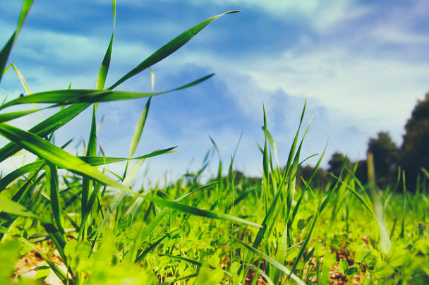 low angle view of fresh grass. freedom and renewal concept. - 写真・画像