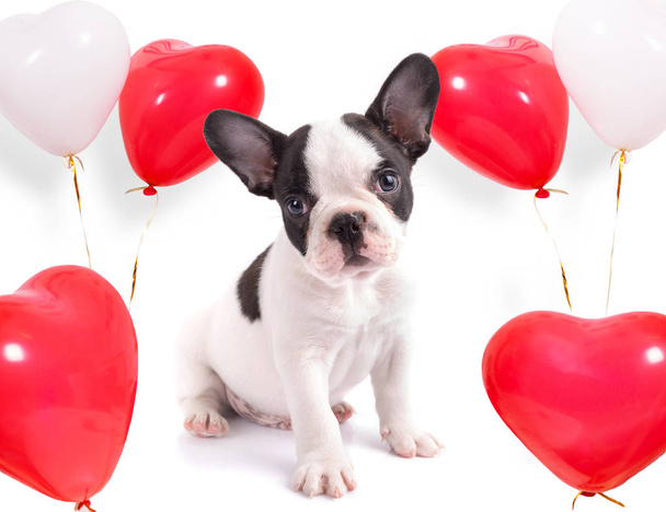 Roztomilé štěně s balónky tvaru srdce na Valentýna - Fotografie, Obrázek