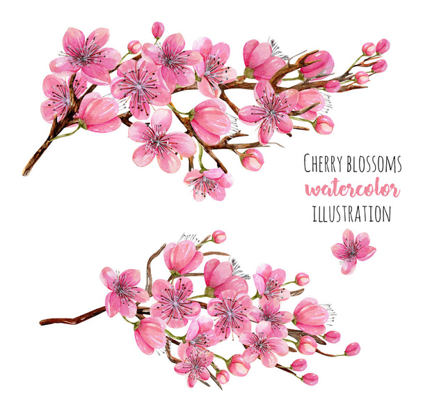 Watercolor spring blooming cherry tree branches illustration, hand painted isolated on a white background - Photo, Image