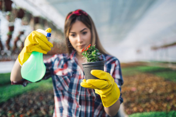 Attractive young woman working in greenhouse and enjoying in beautiful flowers. She holding and examining small seedlings - Foto, afbeelding