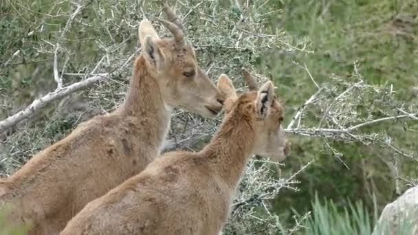 cabras de montaña sobre rocas en la naturaleza alrededor del chorro en España
 - Metraje, vídeo